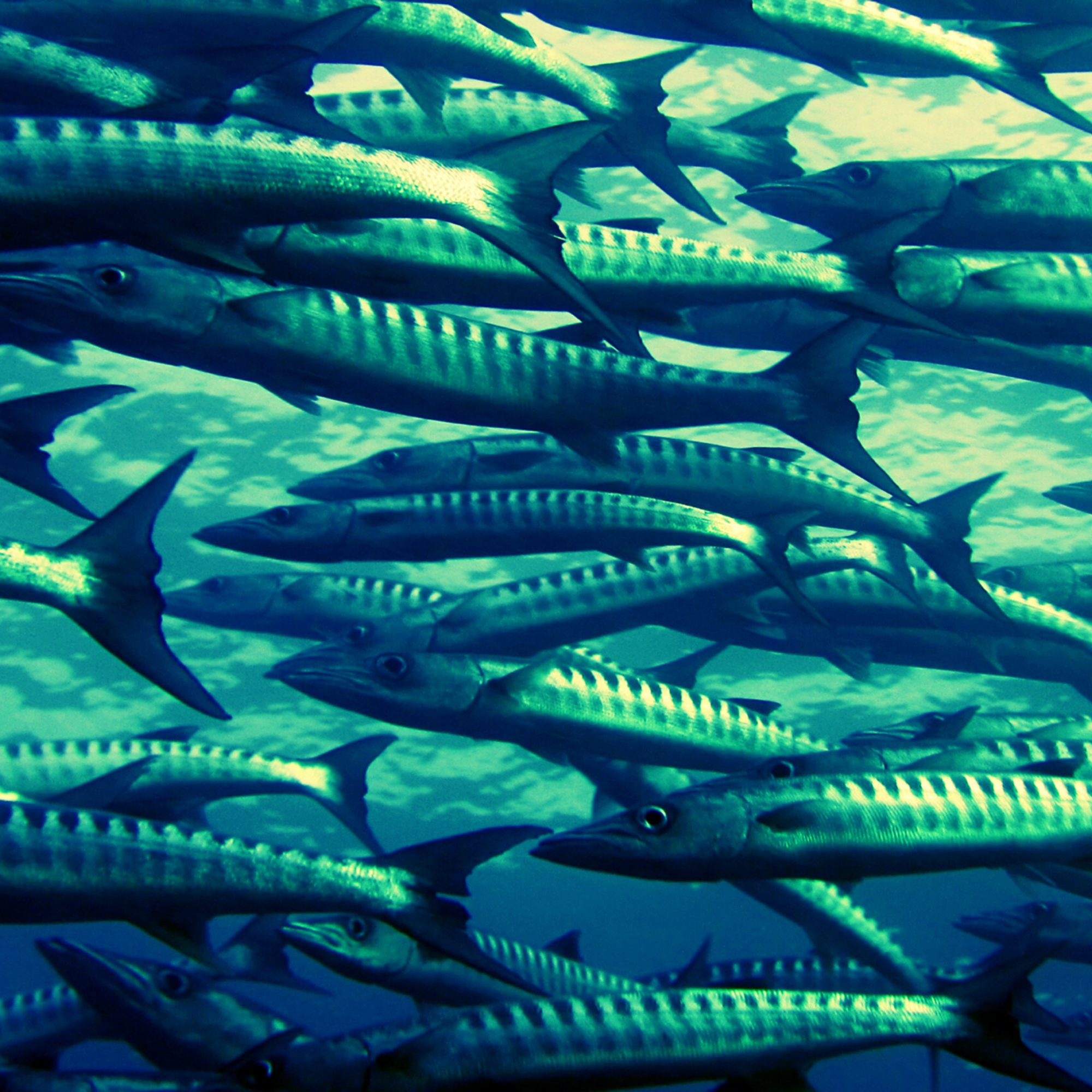 Research Project Standards