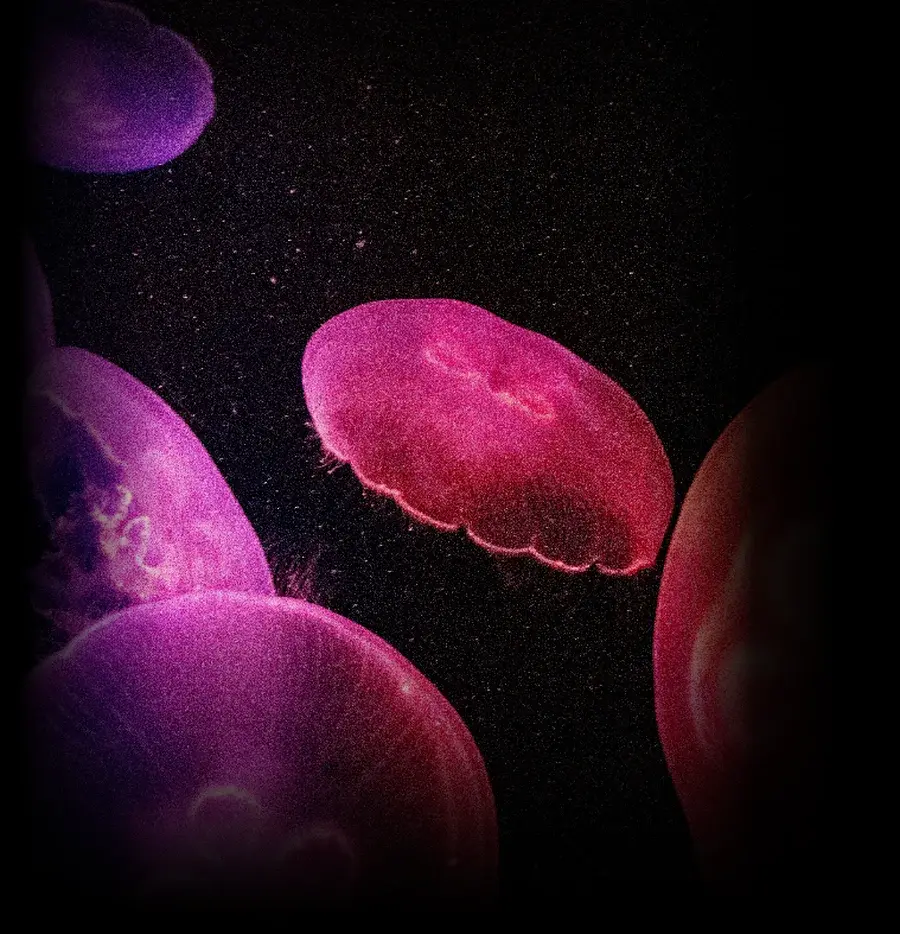 Jellyfish visual for Focus Areas